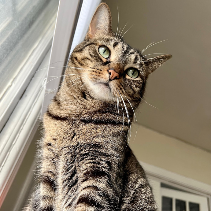 Harbor And Whisker