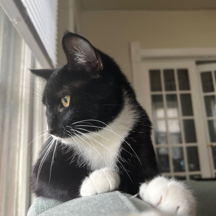 Harbor And Whisker