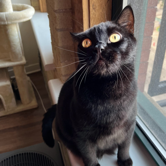 Harbor And Whisker