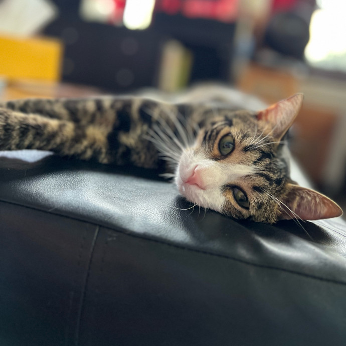 Harbor And Whisker