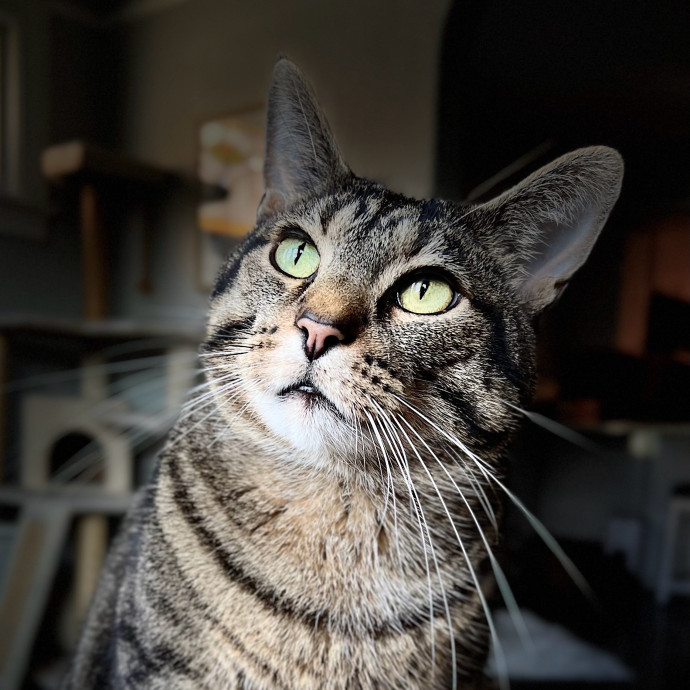 Harbor And Whisker