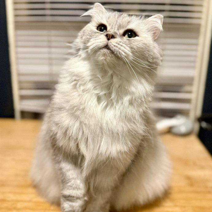 Harbor And Whisker