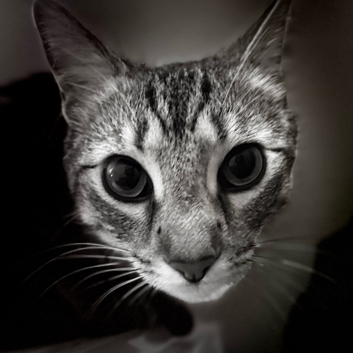 Harbor And Whisker