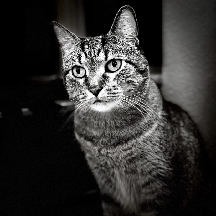Harbor And Whisker