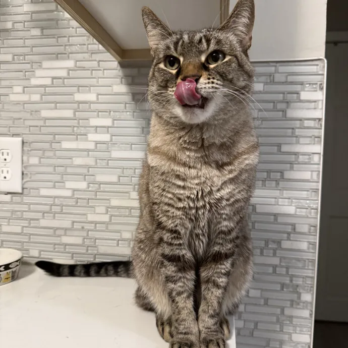 Abby's Catsitting - Mke photo 4