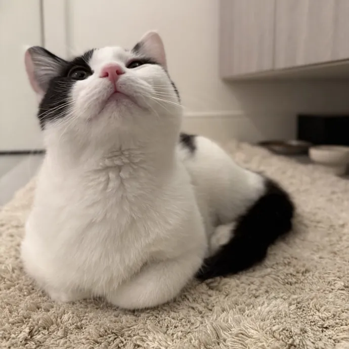 Abby's Catsitting - Mke photo 3