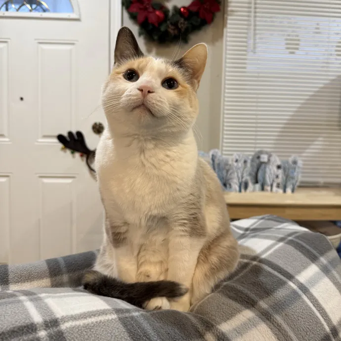 Abby's Catsitting - Mke photo 2