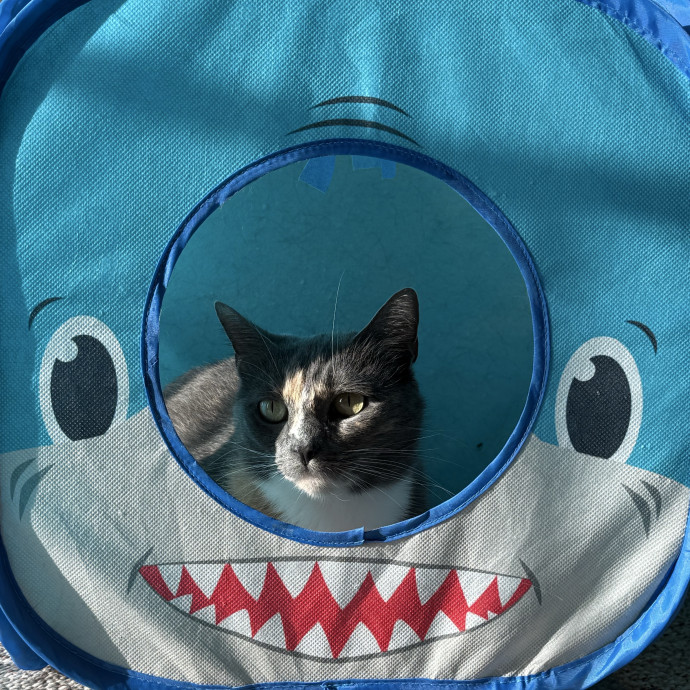 Harbor And Whisker photo 3