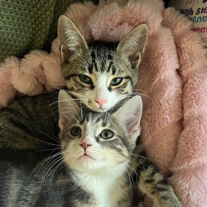 Pawsitive Cat Care By Mary
