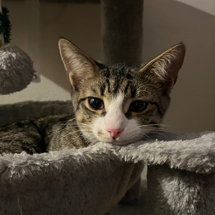 Pawsitive Cat Care By Mary