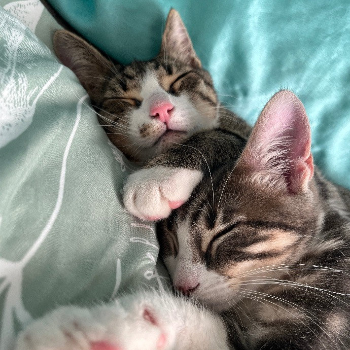 Pawsitive Cat Care By Mary