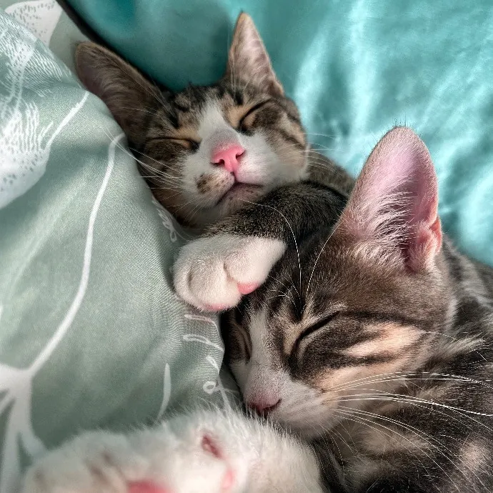 Pawsitive Cat Care By Mary