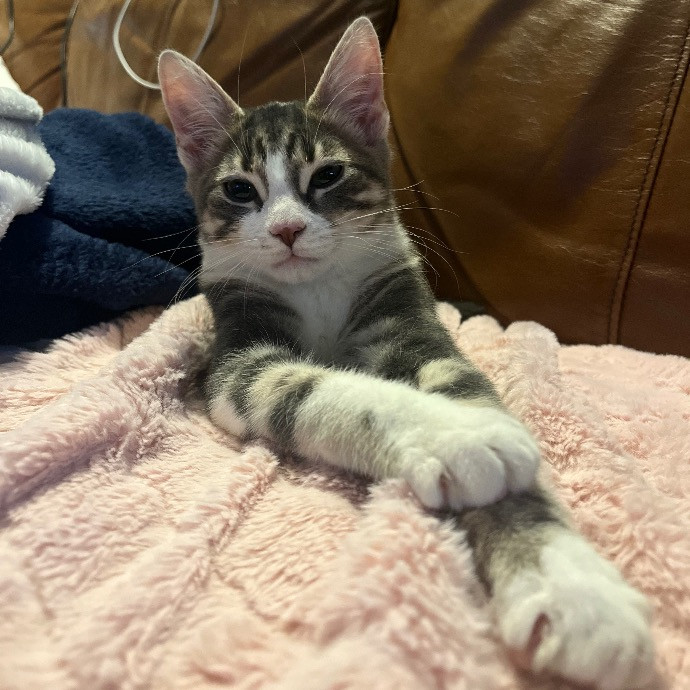 Pawsitive Cat Care By Mary