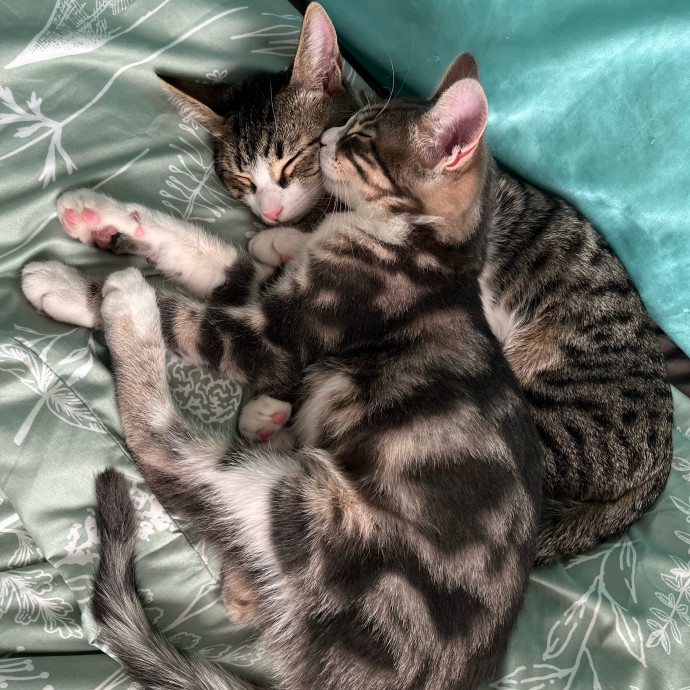 Pawsitive Cat Care By Mary