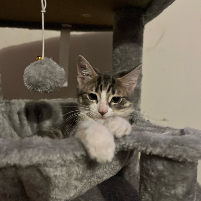 Pawsitive Cat Care By Mary