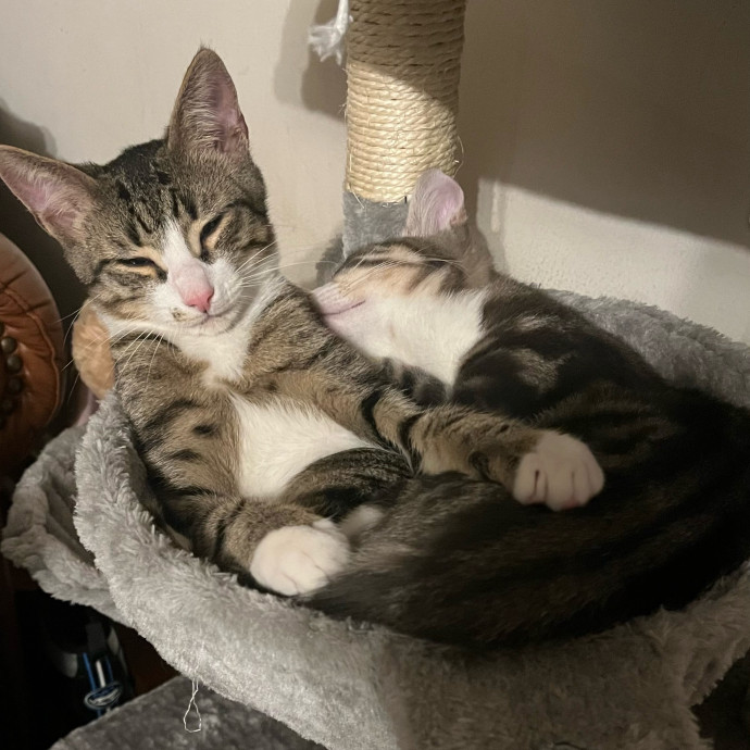 Pawsitive Cat Care By Mary