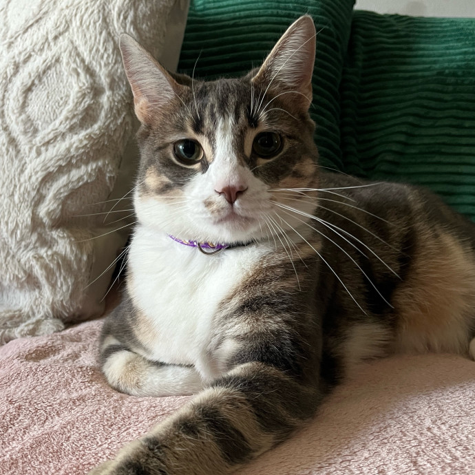 Pawsitive Cat Care By Mary