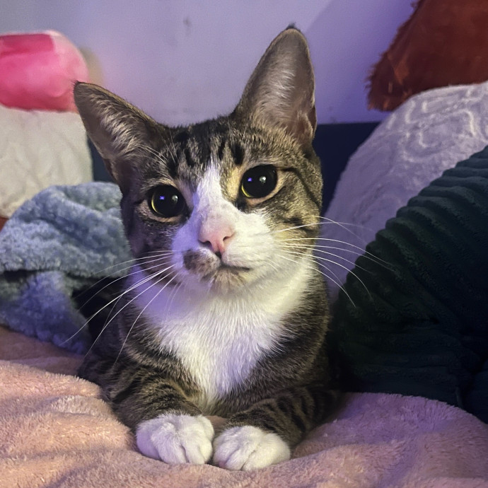 Pawsitive Cat Care By Mary