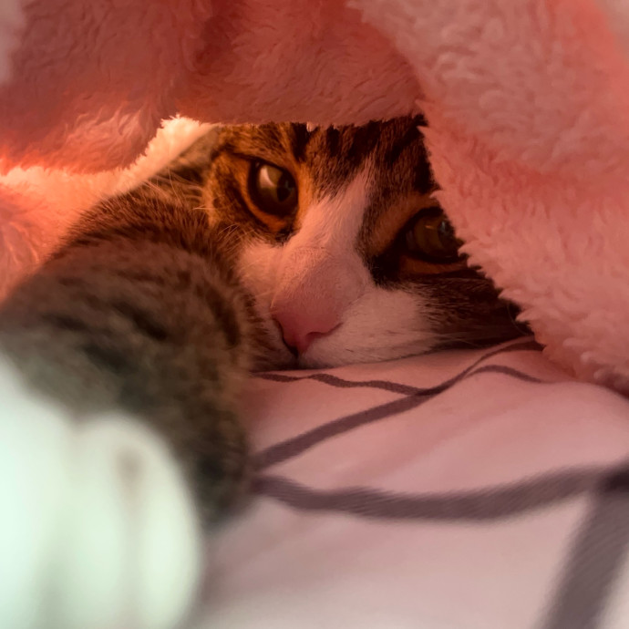 Pawsitive Cat Care By Mary photo 3
