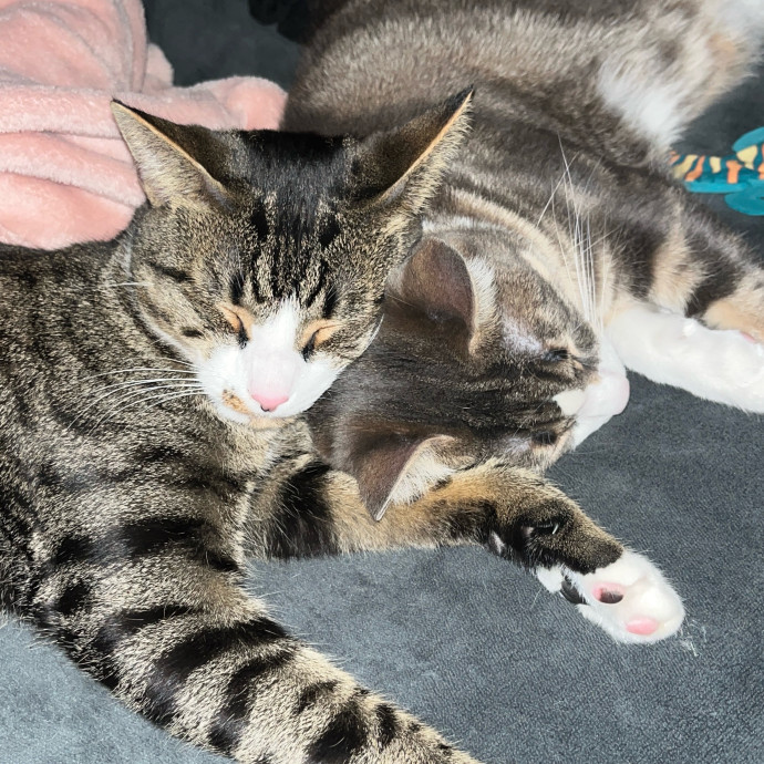 Pawsitive Cat Care By Mary photo 2