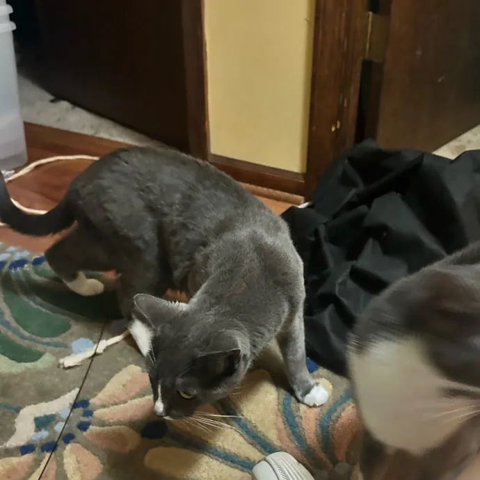 Cobb County Kitty Lover