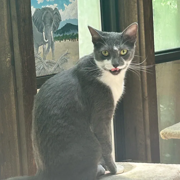 Cobb County Kitty Lover