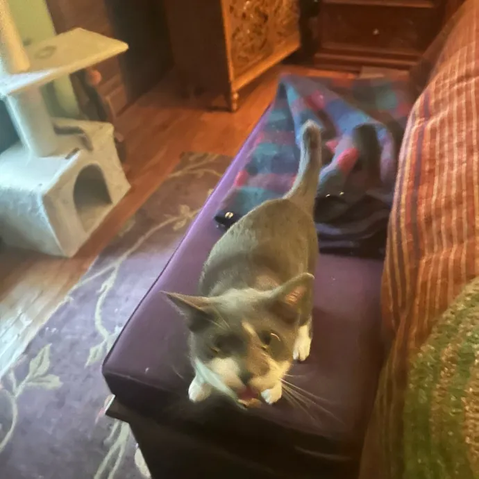 Cobb County Kitty Lover