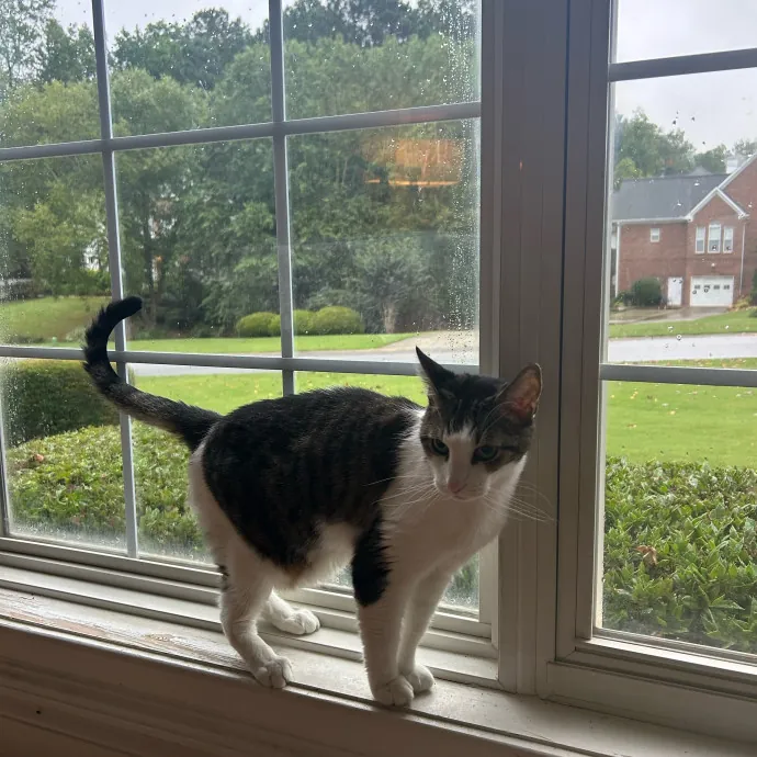 Cobb County Kitty Lover