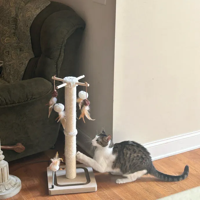 Cobb County Kitty Lover