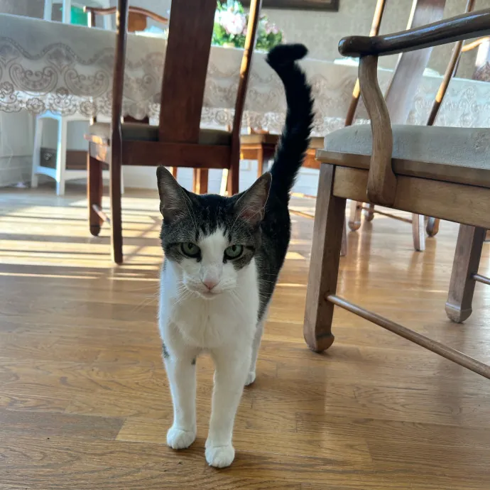 Cobb County Kitty Lover