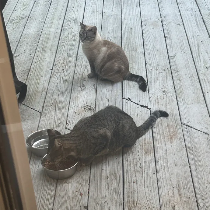 Cobb County Kitty Lover