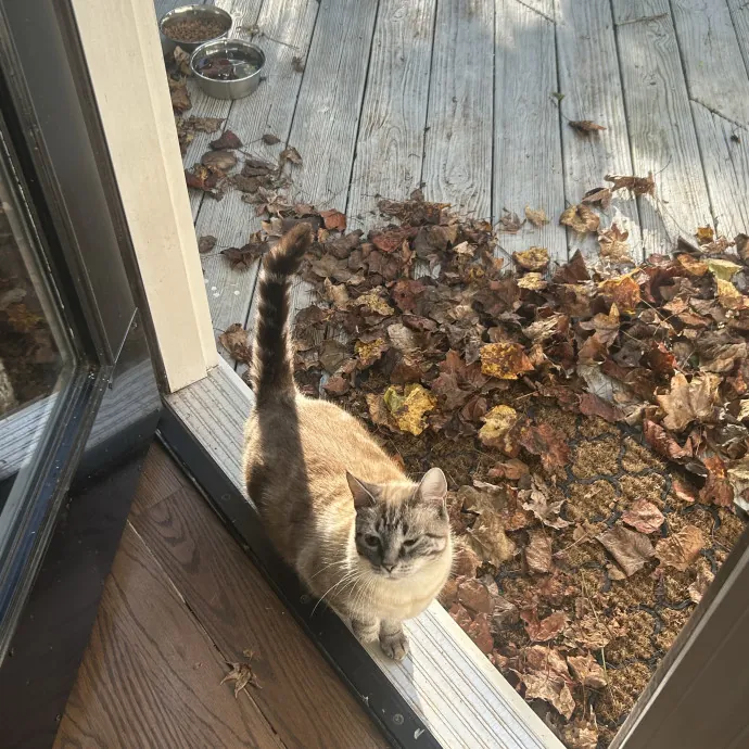 Cobb County Kitty Lover