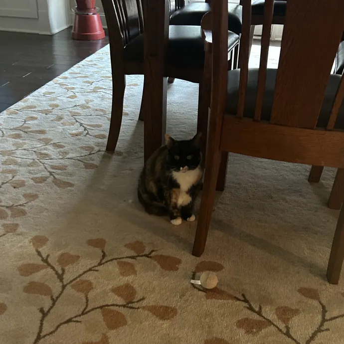 Cobb County Kitty Lover