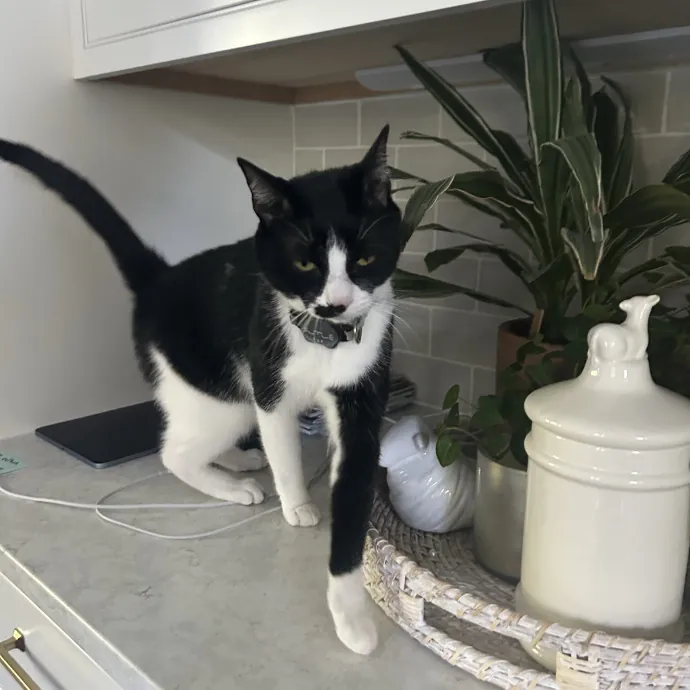 Cobb County Kitty Lover