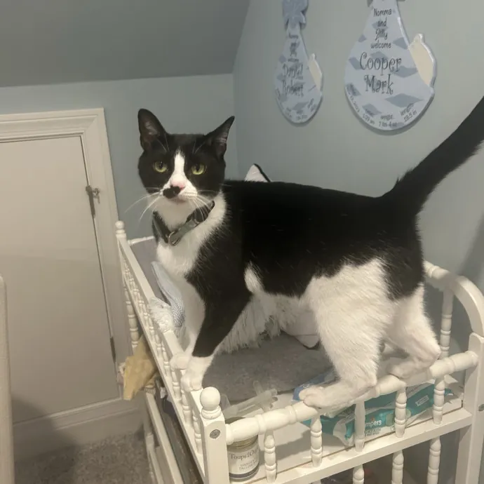 Cobb County Kitty Lover