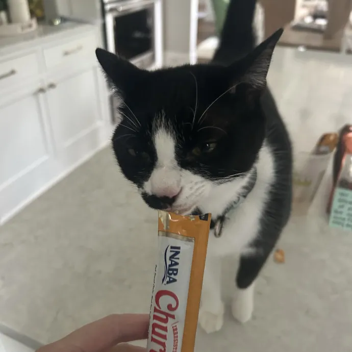 Cobb County Kitty Lover