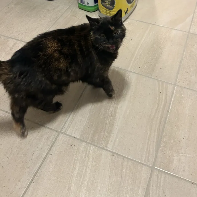 Cobb County Kitty Lover