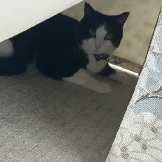 Cobb County Kitty Lover