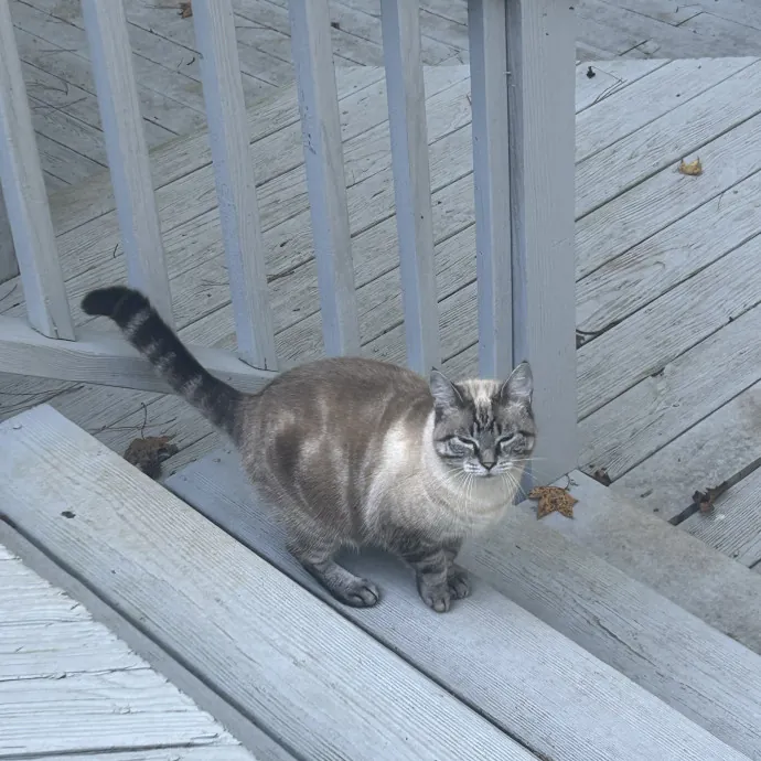 Cobb County Kitty Lover