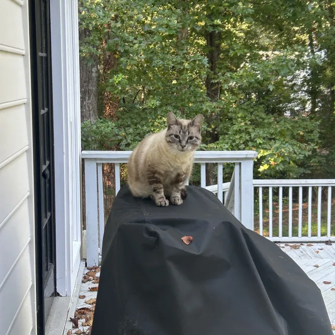 Cobb County Kitty Lover