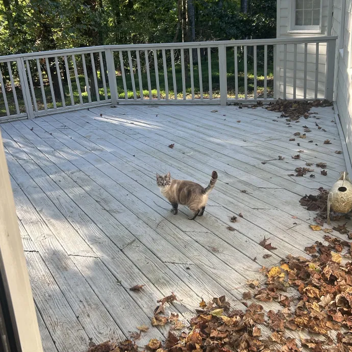 Cobb County Kitty Lover