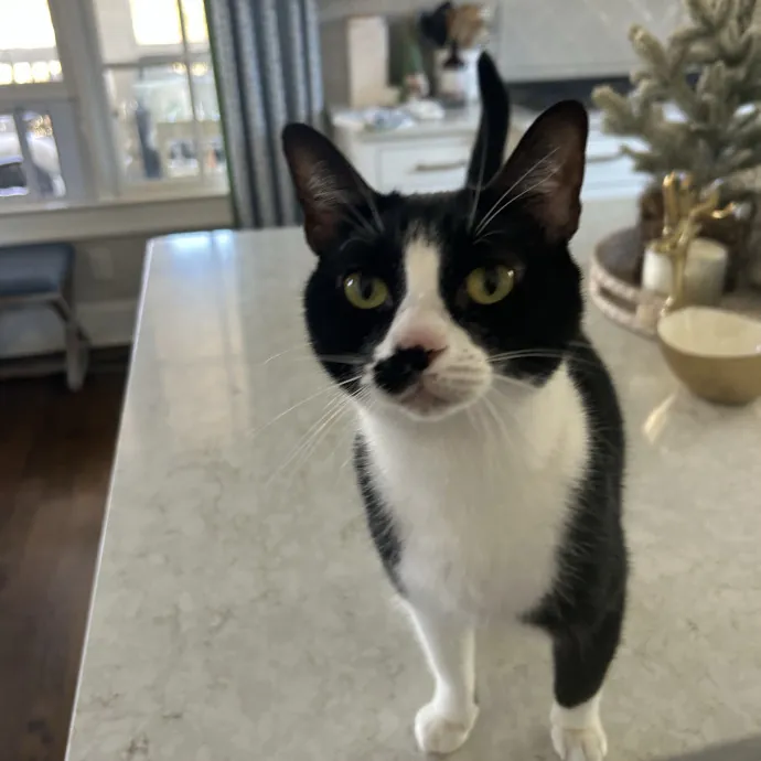 Cobb County Kitty Lover