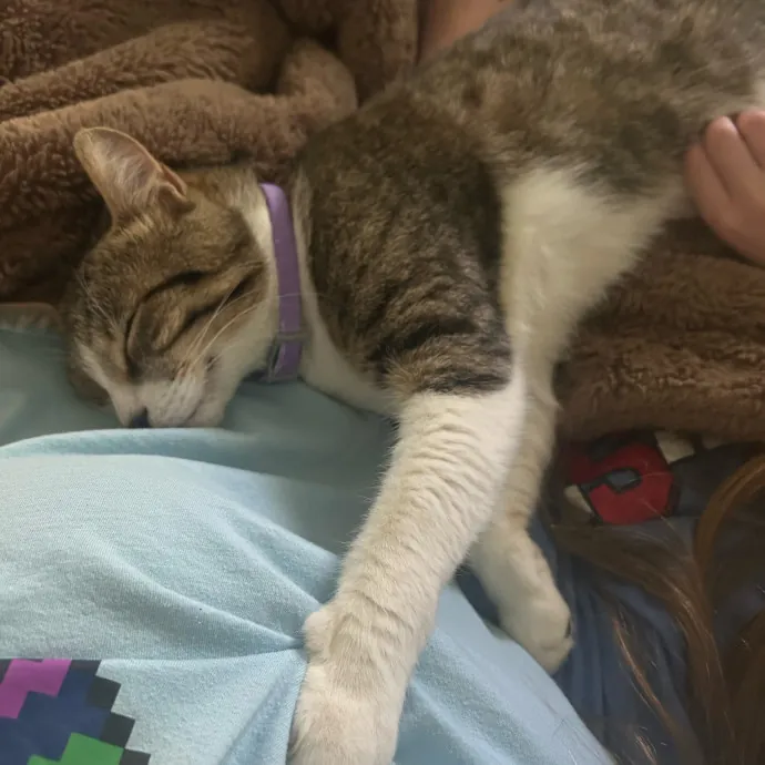 Cobb County Kitty Lover
