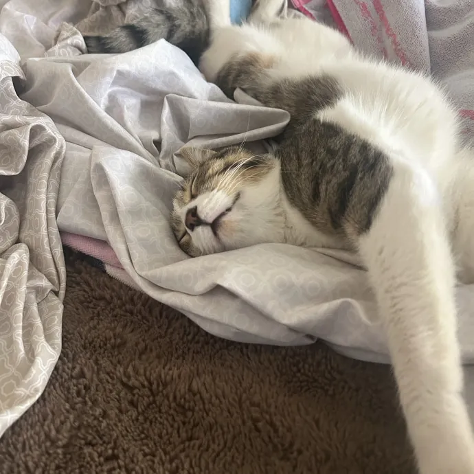 Cobb County Kitty Lover photo 4