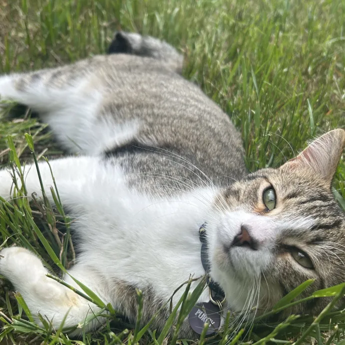 Cobb County Kitty Lover photo 3