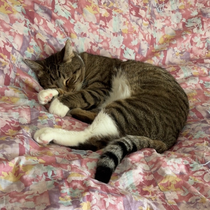The Purrfect Sitter