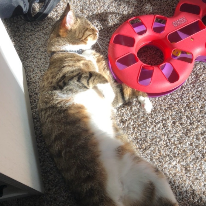 The Purrfect Sitter photo 3