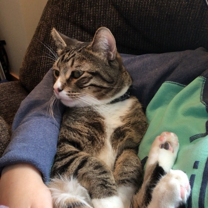 The Purrfect Sitter photo 2