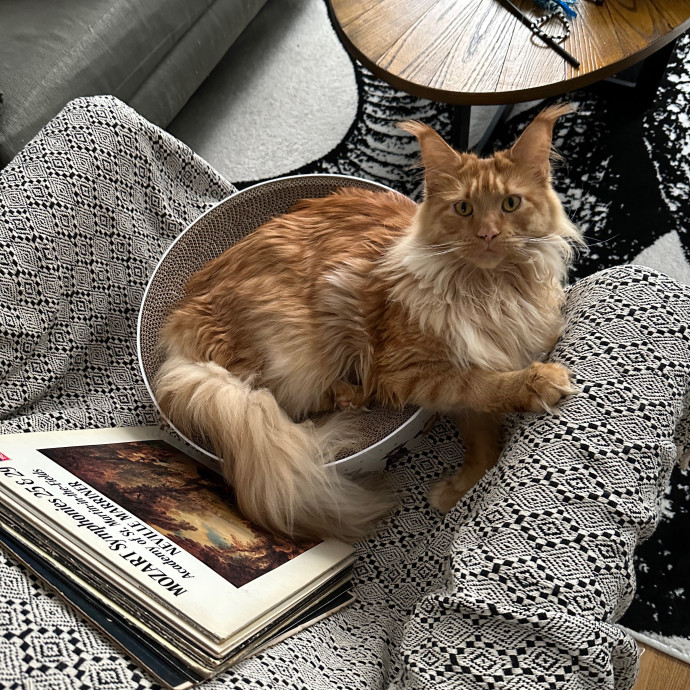 Ira's Kitty Care Center