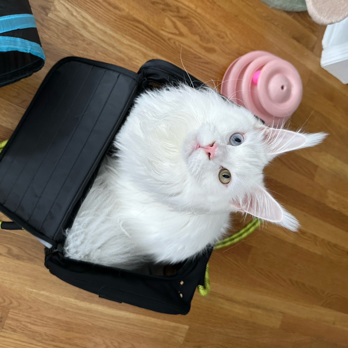Ira's Kitty Care Center photo 2